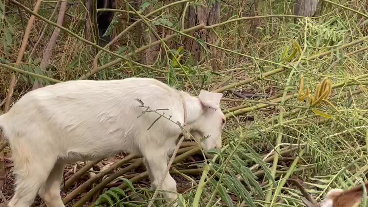 love and beautiful goat, so cute2