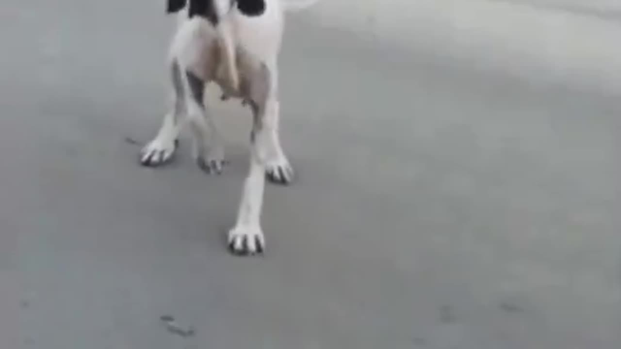 Dog Acting