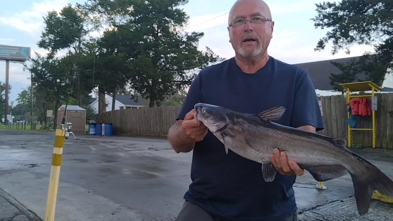 Blue catfish on icw