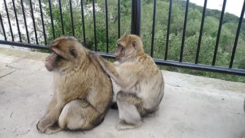 Monkey business