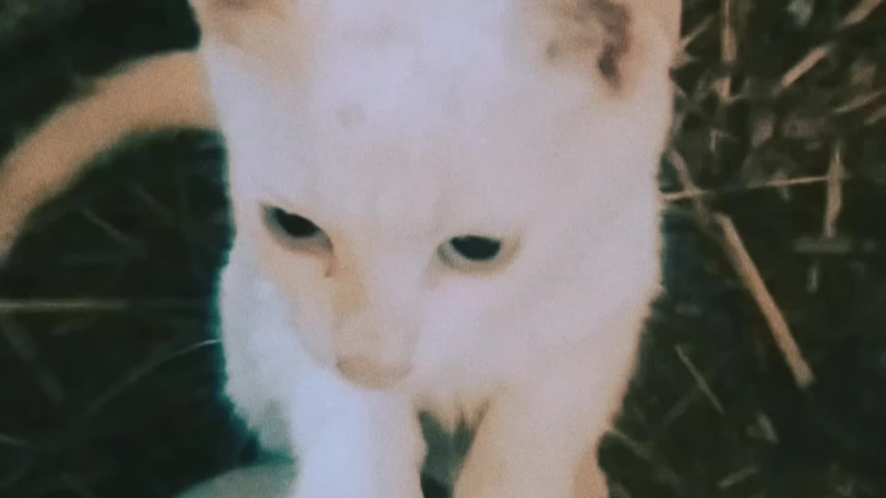 Diana, sweet cat remix