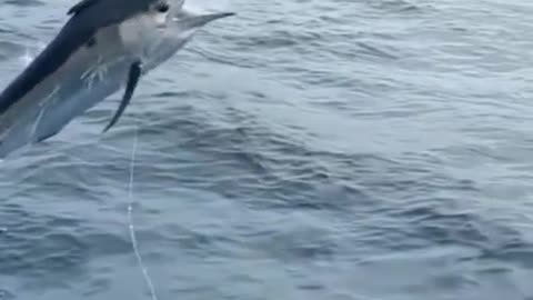 A big sailfish was caught