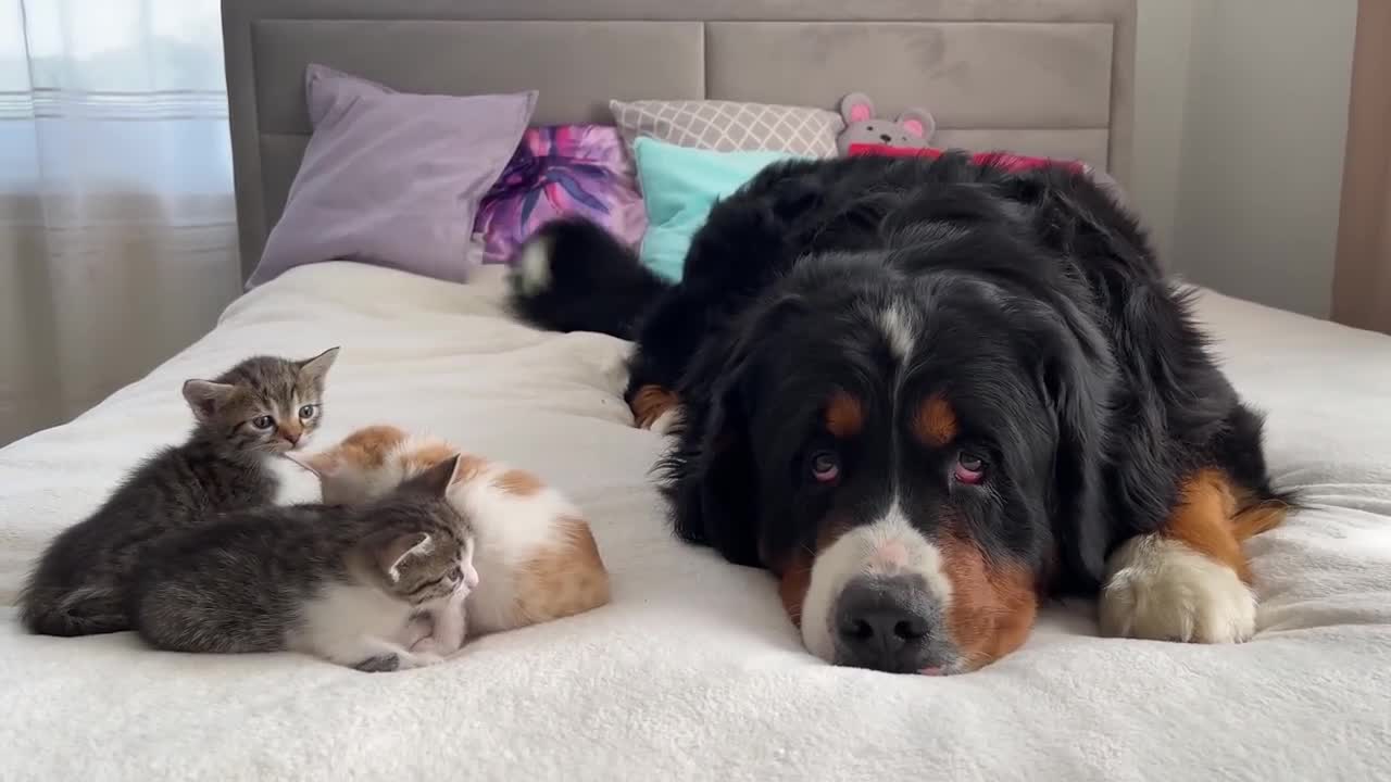 Big Dog Meets Tiny Kittens [Cuteness Overload]