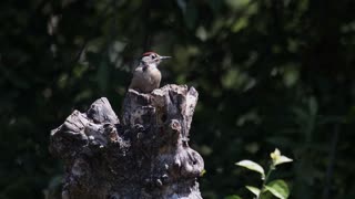 Woodpeckers and trees are a never-ending love story