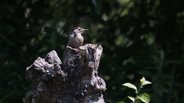 Woodpeckers and trees are a never-ending love story