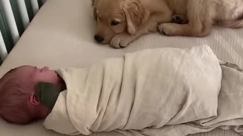 Puppy Sleeps with Baby!