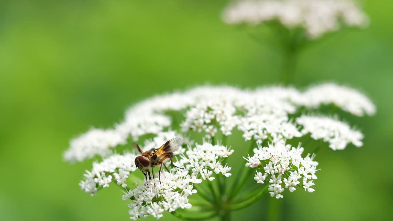 The Surprising Benefits of Bee Pollen: Why You Should Add It to Your Diet!