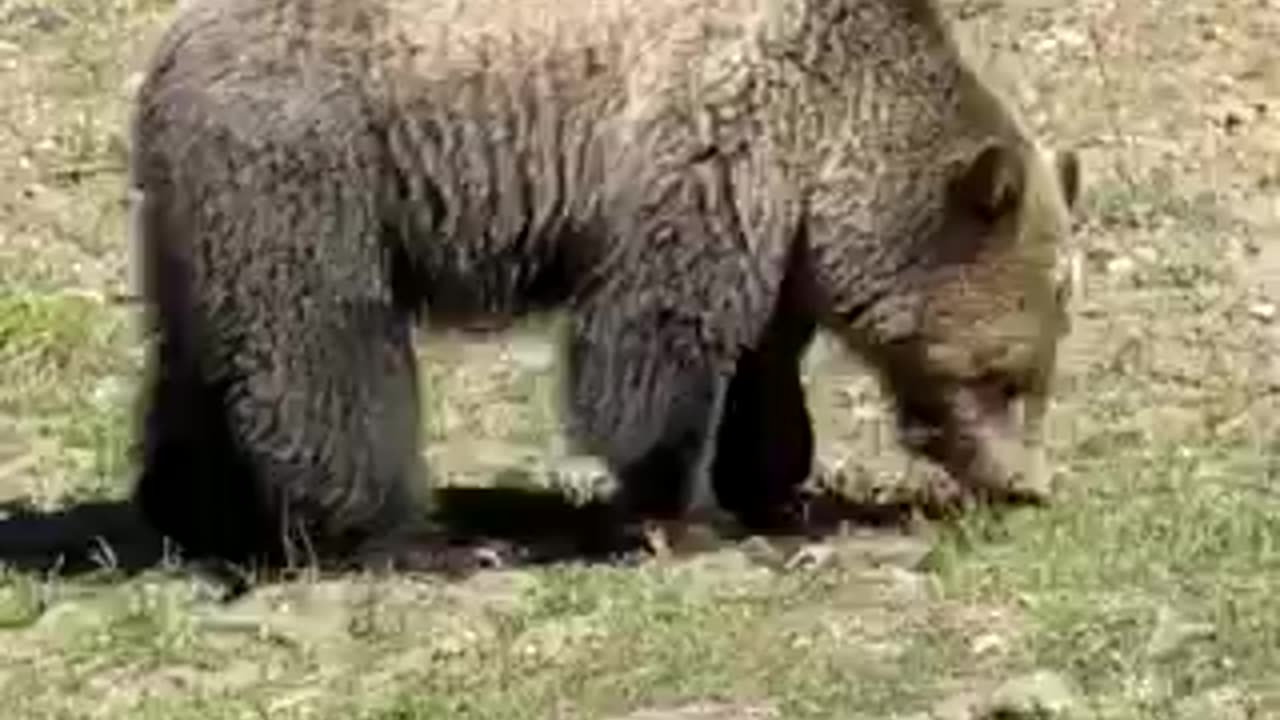 Bruno the Grizzly, May 9, 2021