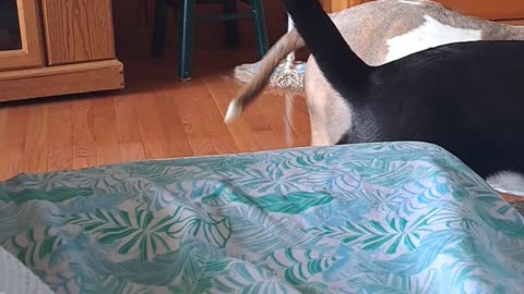 Who let the dogs out?..I did. ❤️ MY 🐕