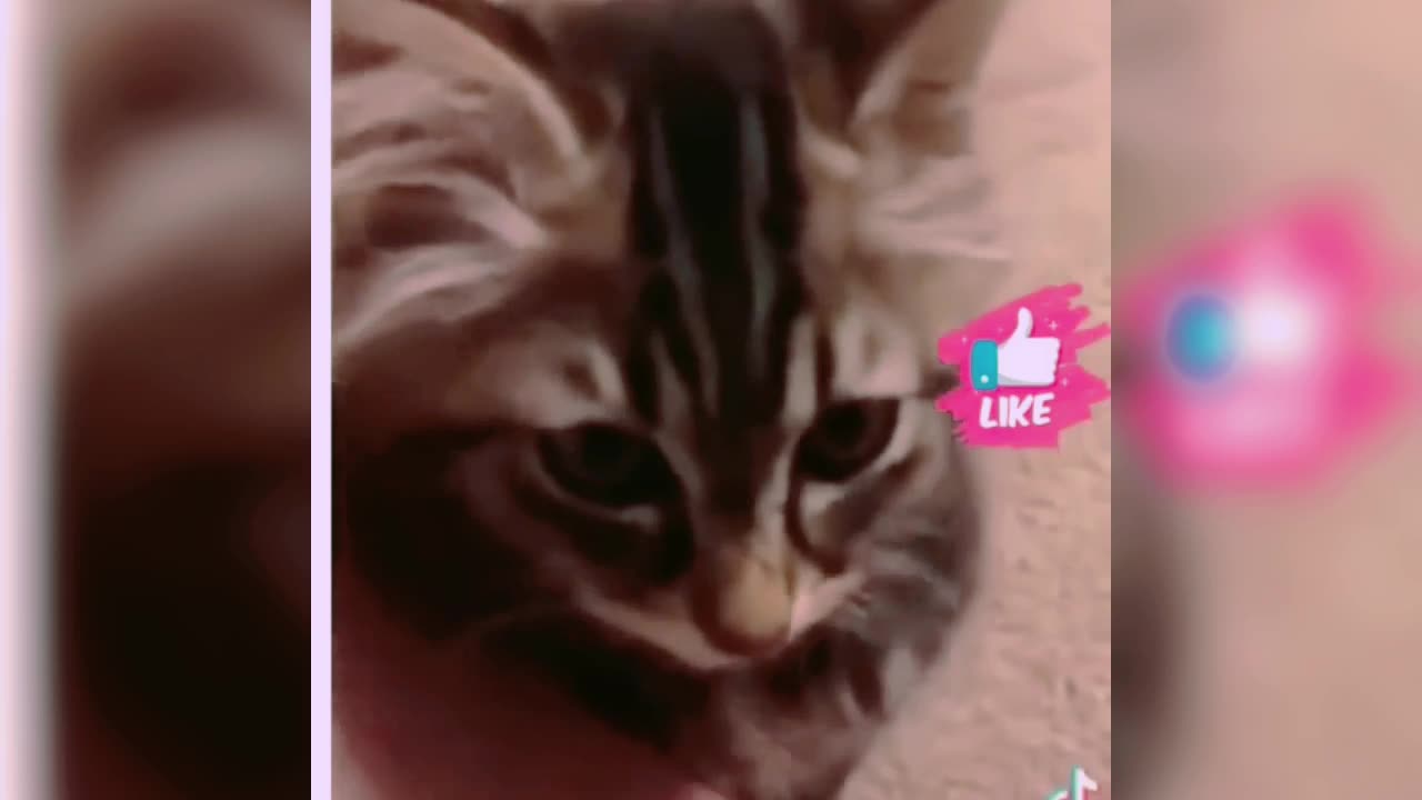Cute and Funny Animal Video 😂 || Funniest Viral Puppy Cat clips 😹 ||