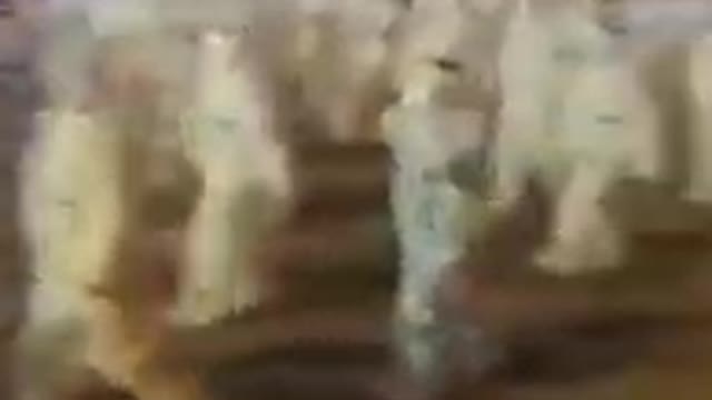 Cina, Xi'an, guardie COVlD stanno arrivando, città con 10 milioni di persone è ora in isolamento.