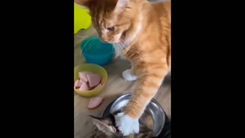 Funny Cats Movement 🐈.3