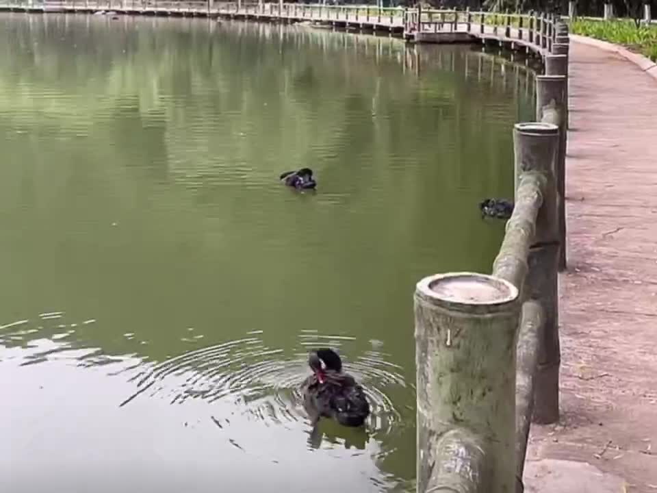 Black Swan