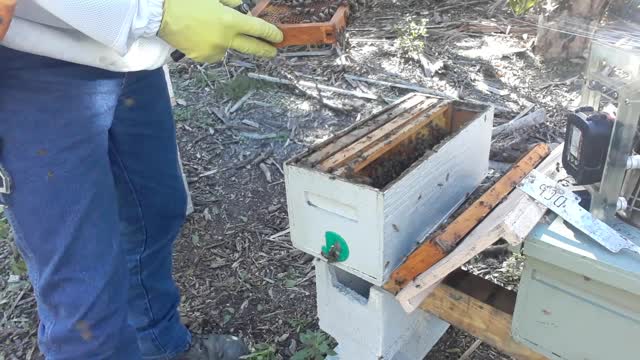 Week 2 2023 bee diary