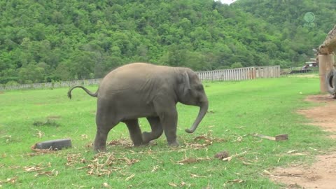 Baby Elephant _ Revenge Of The Tire - ElephantNews