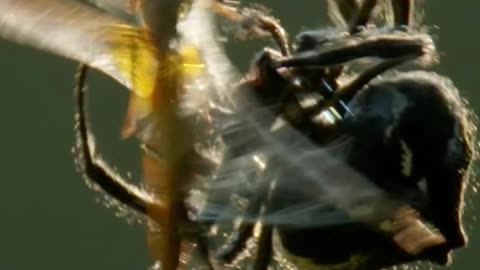How This Spider Spins a Steel-Tough Web in Hours