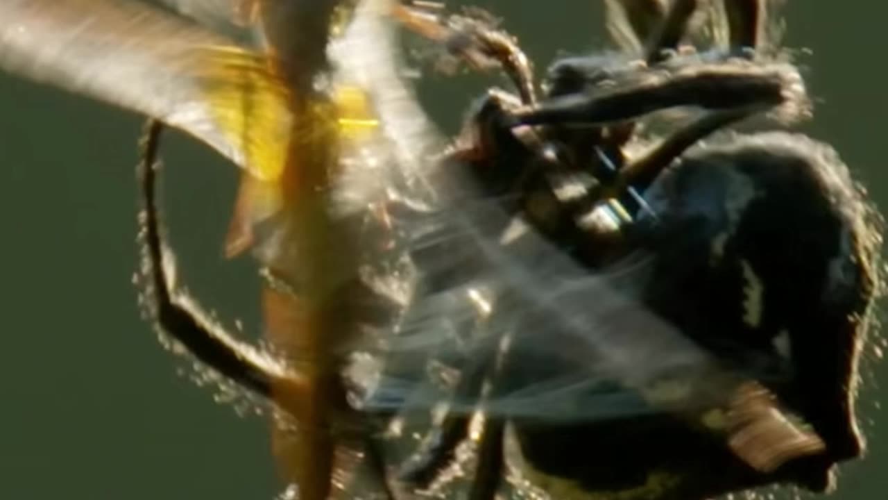 How This Spider Spins a Steel-Tough Web in Hours