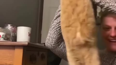 Cat Funny Act