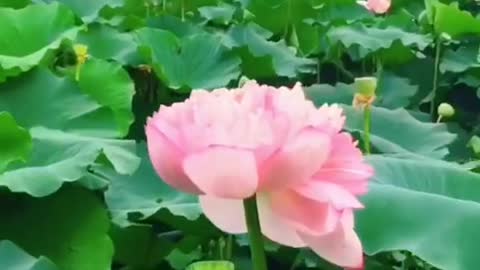 Beautiful flowers，Ease your mood，Pleasure your body，Welcome to enjoy.
