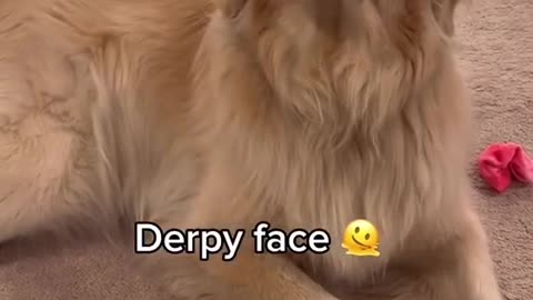 Emotions on point: My dog has more faces than a deck of cards! 🃏🐶#FacialAcrobatics