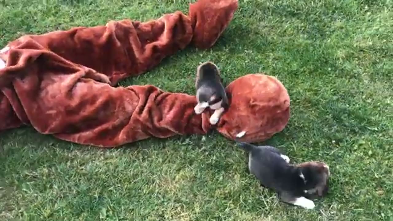 I GOT ATTACKED BY BEAGLE PUPPIES!!