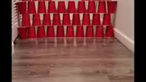 Cat Obstacles Cup Challenge 😻😾