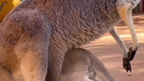 Adorable Joey's Hilarious Pouch Entry Struggles!