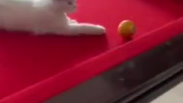 Funny cat