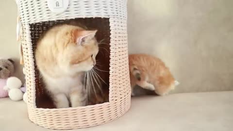 Mom Cat playing and talking #cat #cute #kitten #pets #meow #videos #shorts #dog