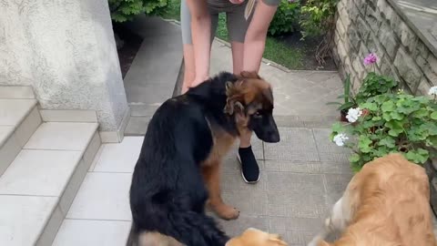 German Shepherd Puppy Cries Out Of Happiness After Being Apart From Owner