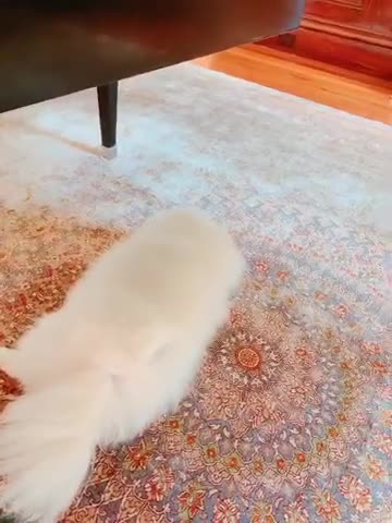 20190707文贵先生视频¹：snow一直陪我办公