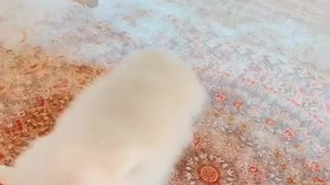 20190707文贵先生视频¹：snow一直陪我办公