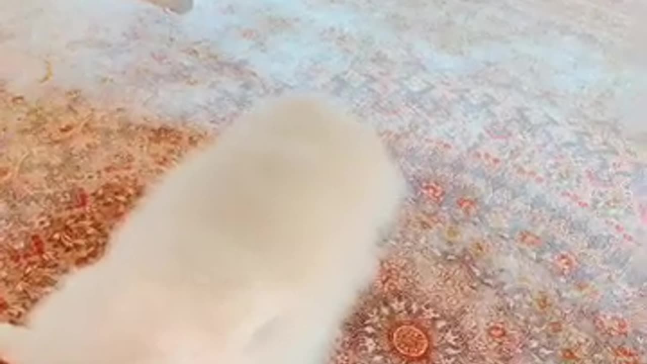 20190707文贵先生视频¹：snow一直陪我办公