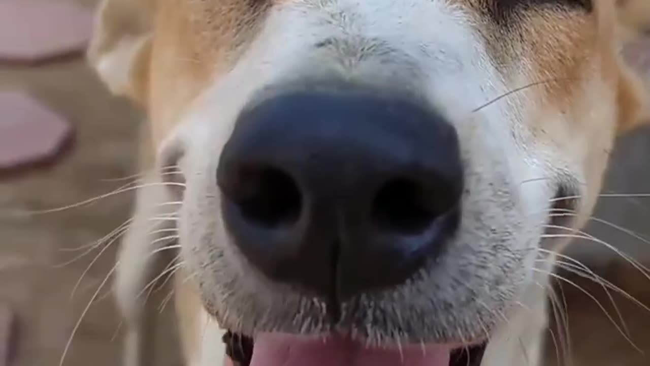 Happy dog