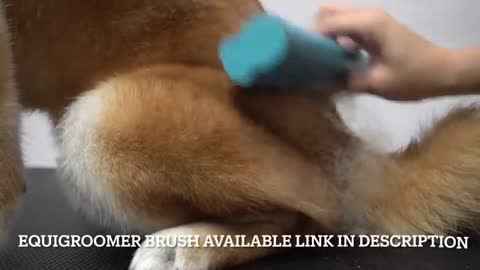 Crazy Shiba Inu won battle against groomer