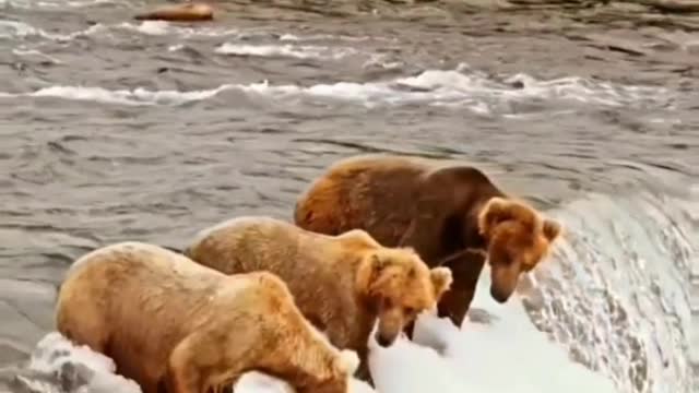 see how bears fish