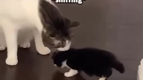 STOP dad!