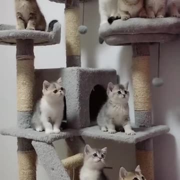 What Happends When Cute Cats Takes Care of Baby || Cool Peachy