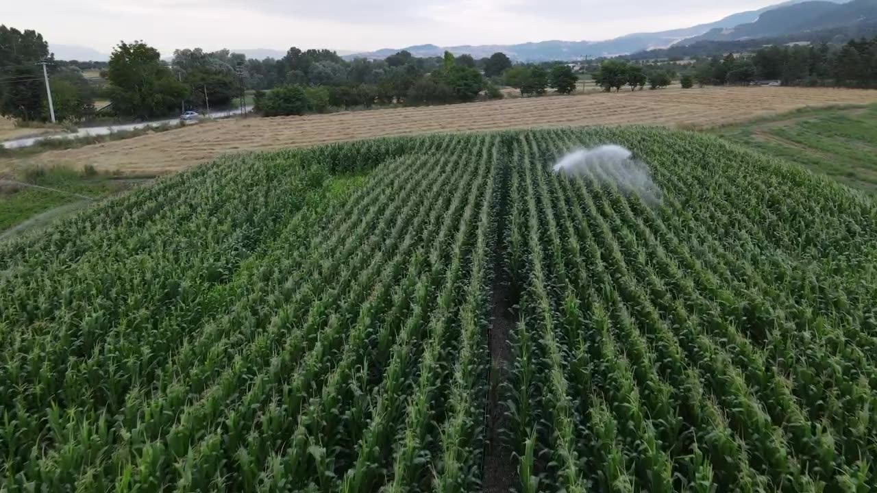 Flying over fields of crops being watered