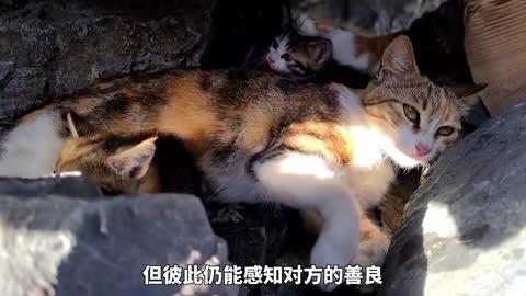 Stray cats in a crevice by the sea