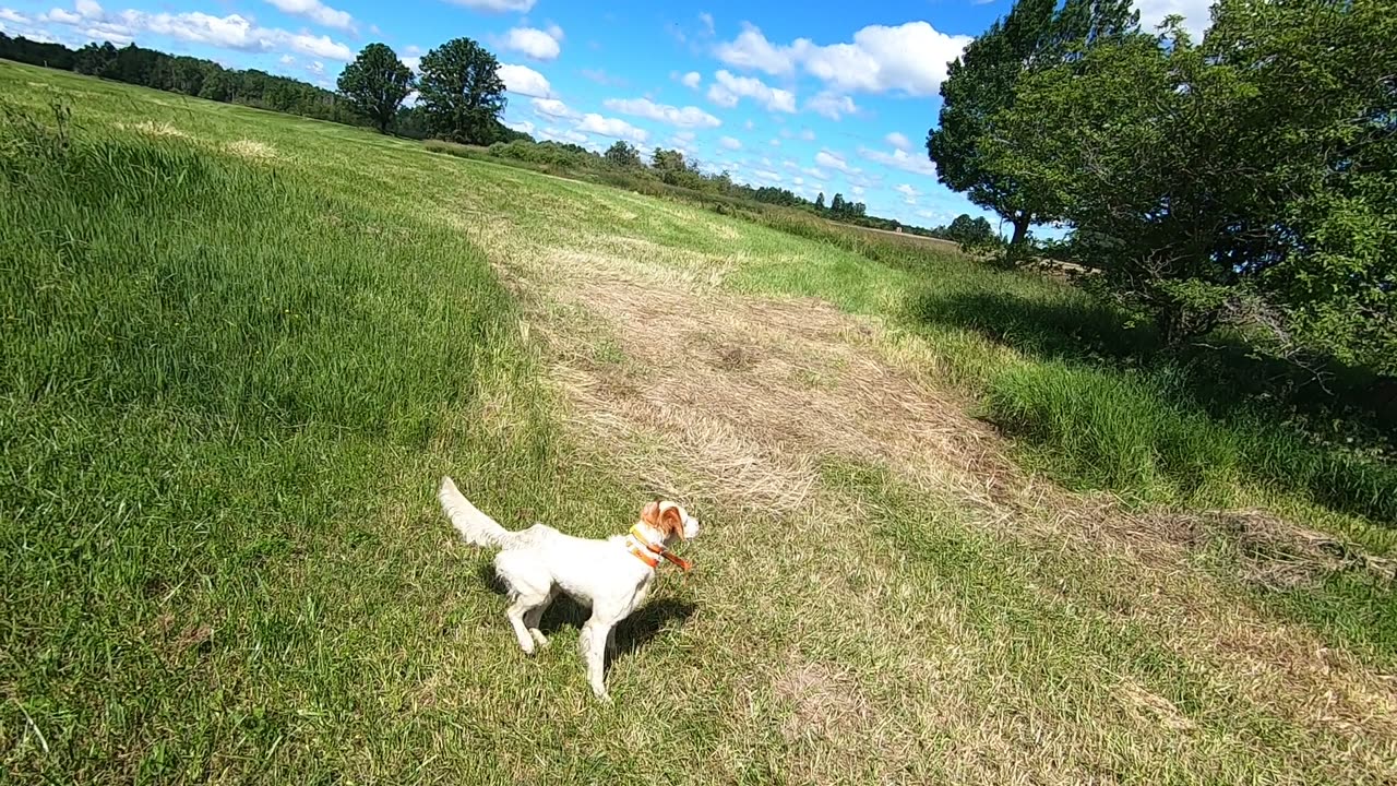 Rusty on a bird