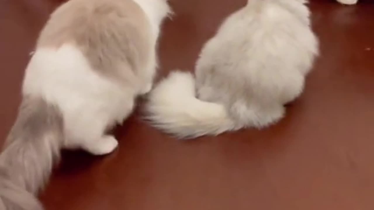 Cat Terrifies Hilarious Reaction Caught on Camera