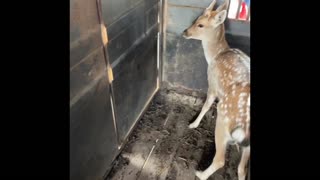 Unloading a few fallowdeer