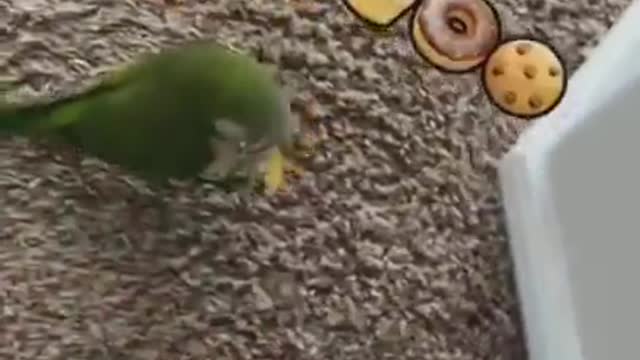 Funny Parrots Compilation