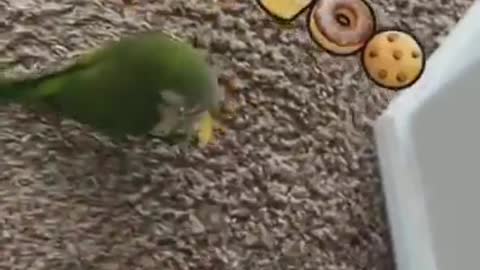 Funny Parrots Compilation