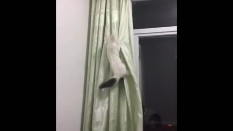 Funny Animal 😂 Compilation video 2023