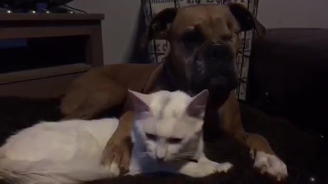 One-eyed dog and injured cat fall in love in their foster home