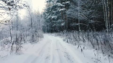 cold forest easy to breathe