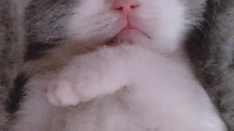 cute cat