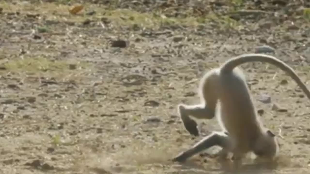 Funny animals Monkey